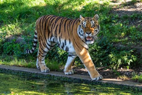 The Siberian Tigerpanthera Tigris Altaica In A Park Stock Image