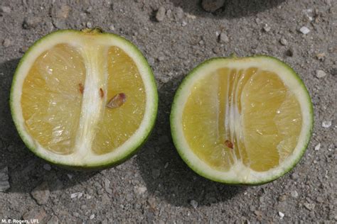 Sep 21 Citrus Killing Greening Disease Facts And Myths With Qanda Via