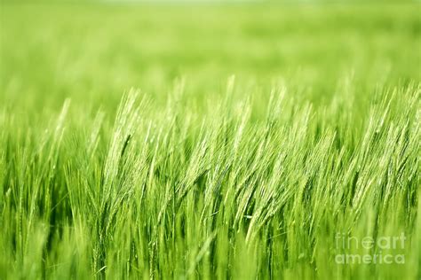 Green Barley Field Photograph By Dan Radi Fine Art America