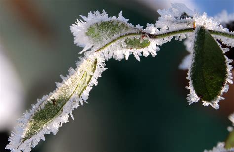 Free Images Tree Nature Branch Blossom Cold Leaf Flower Frost