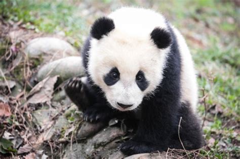 Giant Panda Conservation Also Helps Other Unique Species In China