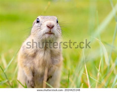 Portrait Funny Cute Gopher Looking Camera Stock Photo 2024425148