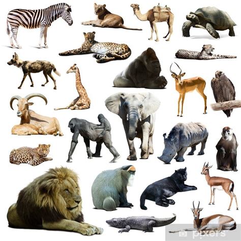 Plakat Lew I Inne Afrykańskie Zwierzęta Izolowanych Na Białym Pixerspl