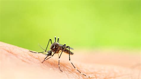 What To Know About West Nile Zika And Other Mosquito Transmitted