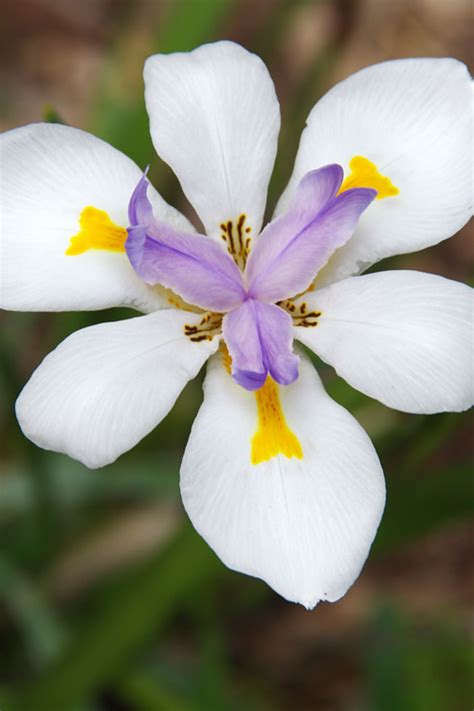 Buy White African Iris Fortnight Lily For Sale Online From Wilson Bros