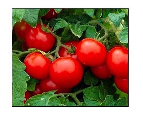 sweet million f1 hybrid cherry tomato seeds etsy in 2020 tomato seeds cherry tomatoes tomato
