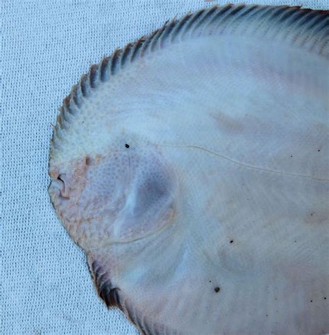 Pacific Lined Sole Mexico Fish Birds Crabs Marine Life Shells