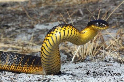 This Tiger Snake Notechis Scutatus Was Photographed Near Perth In 2010