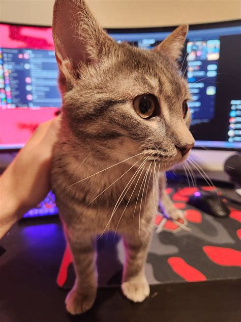 trb godzly on twitter got a wet pussy on my desk rn he goes out in the rain and then runs all