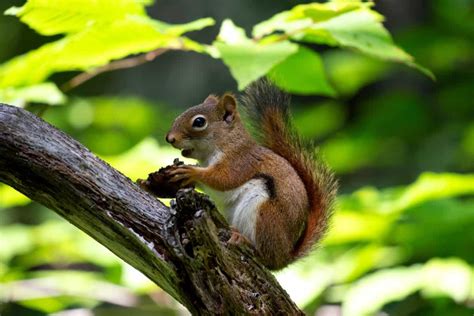 Free Picture Rodent Brown Squirrel Animal Tree Nature Wildlife Wood