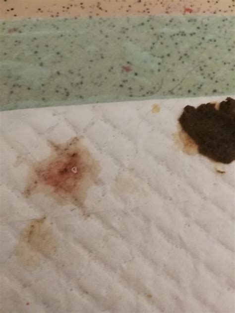 Is Blood In Puppy Poop Normal