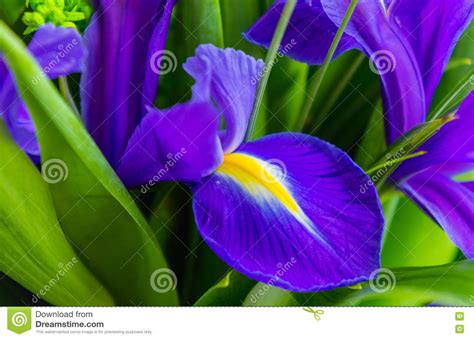 Blue Iris Flower Over Green Grass At The Summer Garden Stock Image