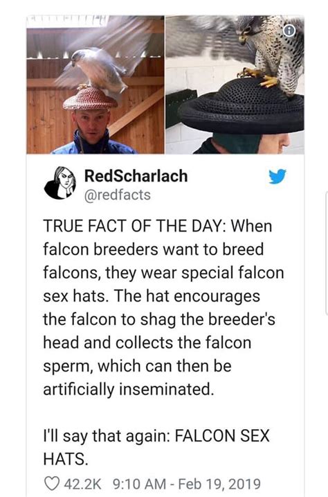 Falcon Sex Hats Rpavelschwarzenegger