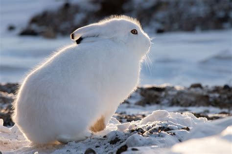 Alpine Tundra Animals And Plants