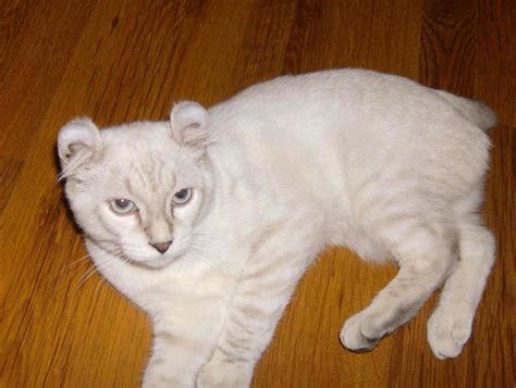 From the time our kittens are 2 days old, we spend many hours with the mom cat and her baby kittens. Pictures of Past Highland Lynx Kittens ...