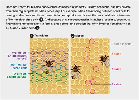 The Surprising Architecture In Bees Honeycombs Scientific American
