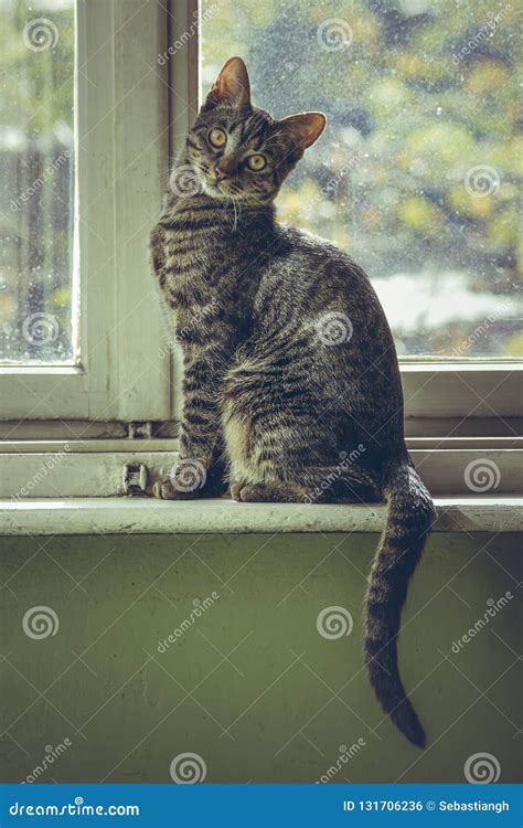 Cute Grey Tabby European Cat Sitting On The Window Sill Stock Photo