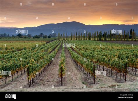 Colorful Sunset Over Grape Vines And Vineyards Of Napa Valley Wine