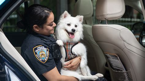 Nyc Dog Trapped In Hot Car Endures Month Long Recovery Finds Home With