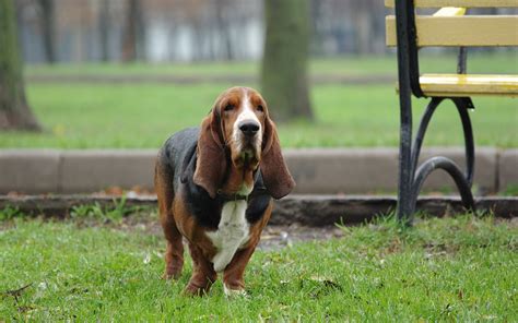 Basset Hound On Walk Wallpapers And Images Wallpapers Pictures Photos