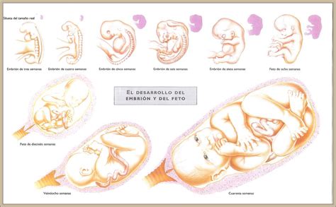 Etapas Del Desarrollo Del Bebe Evolucion Del Feto En El Embarazo