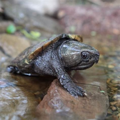 Critter of The Week # 17: Big-Headed Turtle - CRITTERFACTS | Turtle facts, Turtle, Turtle art