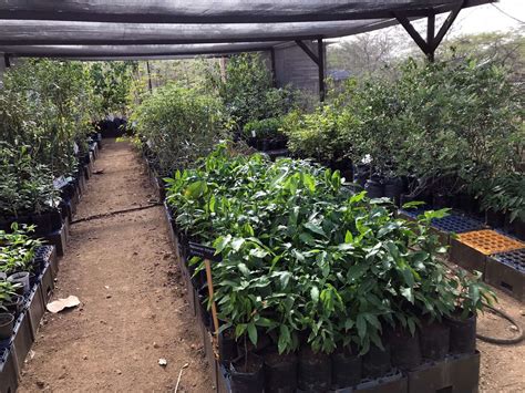 Saline Agriculture On Bonaire Salt Farm Foundation