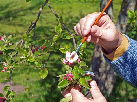 What Is Hand Pollination – Learn About Hand Pollination Techniques