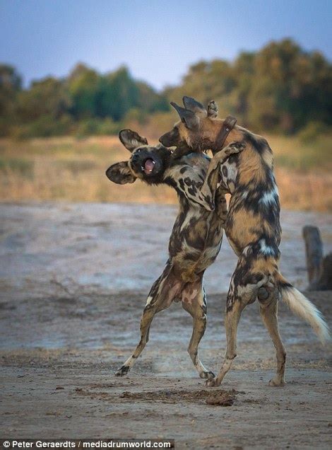 African Wild Dogs Attack Hyena That Had Been Stalking Them In Search Of