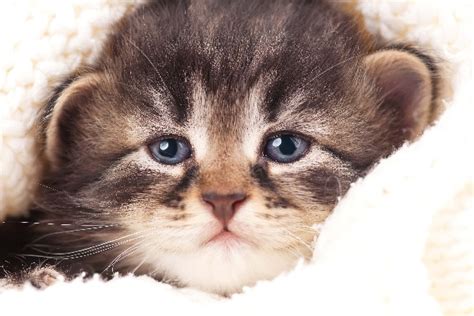 Do Cats Cry What To Know And What To Do About A Crying Cat