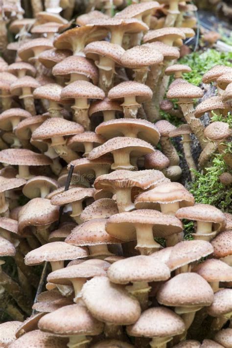 Not Edible Mushrooms In The Wood Stock Photo Image Of Fungi Etna