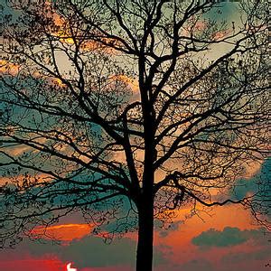 Naked Tree Photograph By Itai Minovitz Fine Art America