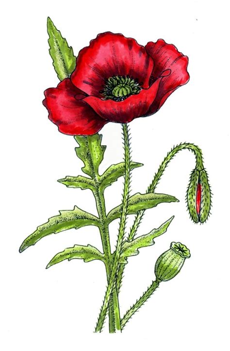 Drawing Of Poppy Flower 25 Best Ideas About Poppy Drawing Best 25 Poppy