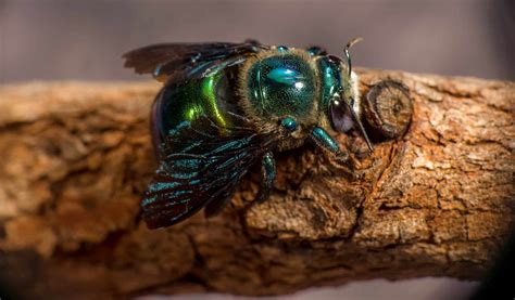 Although bees are often defined as all the insects comprising apoidea. Do Carpenter Bees Like Cedar Wood? How Cedar Affects ...