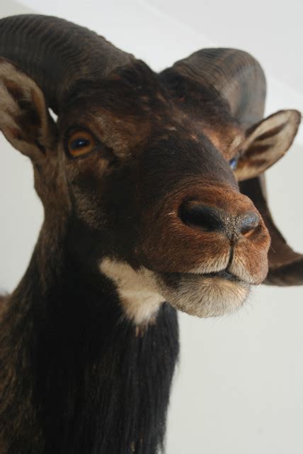 Nice Stuffed Head Of A Corsican Mouflon Beast Interiors