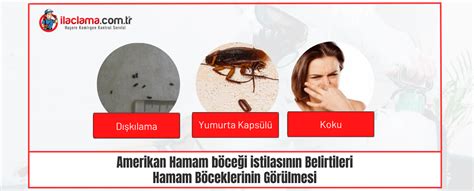 Amerikan Hamam Böceği Özellikleri ilaclama com tr