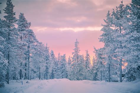 Sunrise View In Winter Snowy Forest From Lapland Finland Stock Photo