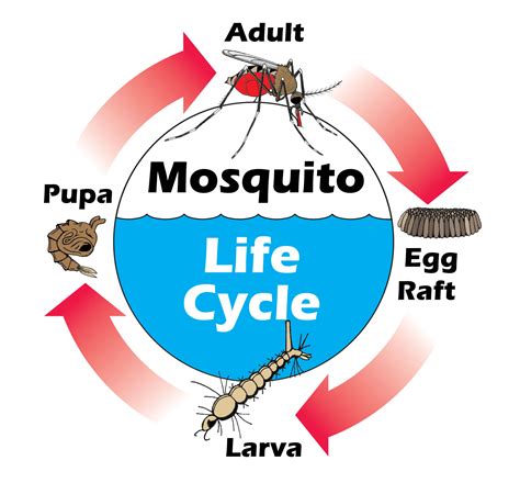 What Is The Mosquito Life Cycle Images And Photos Finder