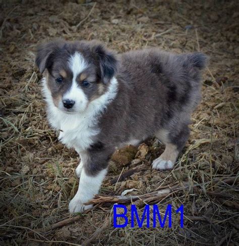 They will make a great addition to your family. Miniature Australian Shepherd Puppies For Sale | Baker ...