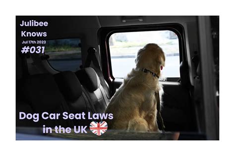 Road Trip with Your Furry Friend: Dog Car Seat Laws in the UK – Julibee's