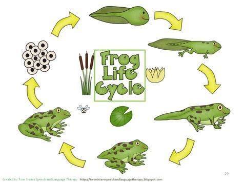 Life Cycle Clip Art Clipart Best
