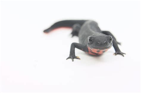 Wild Salamanders As Pets