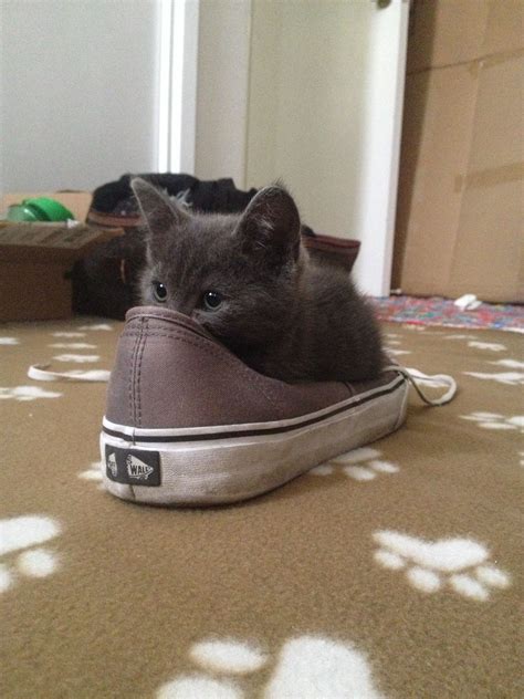 Kittens Hiding In Shoes How Cute Is That Kittens Cuteness