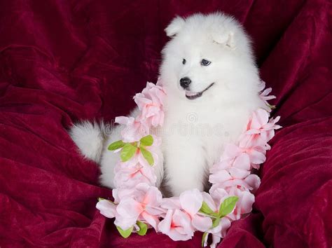 Samoyed Puppy Stock Photo Image Of Small Adorable Sammy 31778694