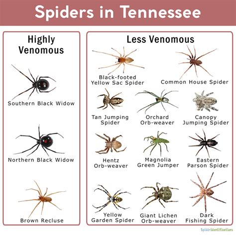Spiders In Tennessee List With Pictures