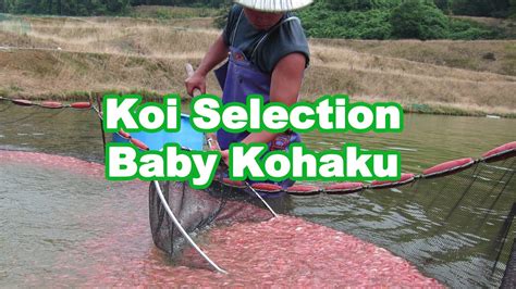 Selecting Baby Koi In Japan Kohaku Selection Guide Senbetsu Youtube