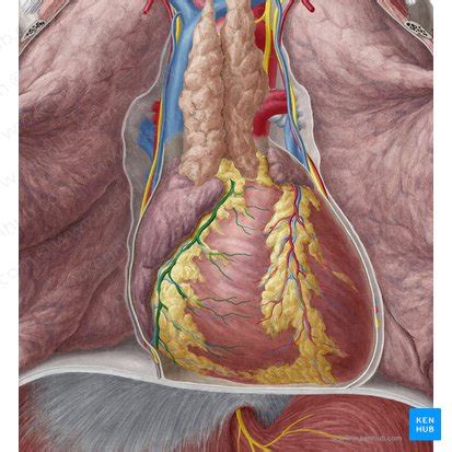 Coronary Sulcus Anatomy Contents And Location Kenhub My XXX Hot Girl