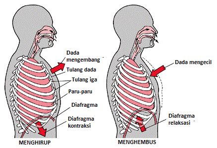 Penjelasan Mekanisme Pernapasan Terlengkap