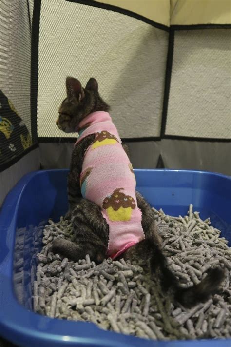 Older or overweight cats will have a longer recovery period than a young kitten. Kitten Sock Onesie - DIY Craft For Your Furbabies After ...