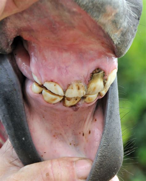 Dental Abscesses In Horses Equimed Horse Health Matters